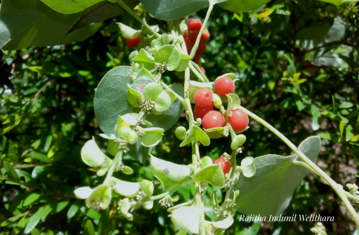 Cissampelos pareira L.